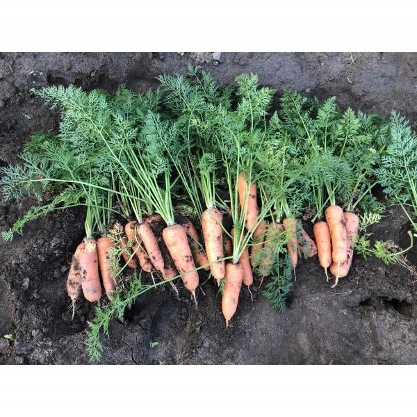 하도씨 제주구좌 유기농당근 3kg 5kg 10kg