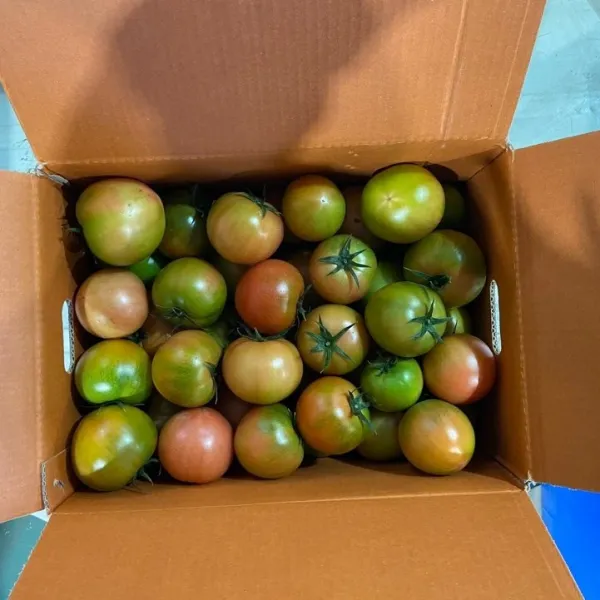 대저 못난이토마토 5.0kg 산지직송-당일배송, 1박스, 대저토마토 5.0kg 랜덤과