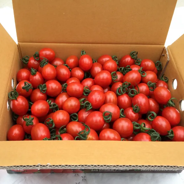 Threepines Gap 대추 방울토마토 1box 2kg 3 4번과 