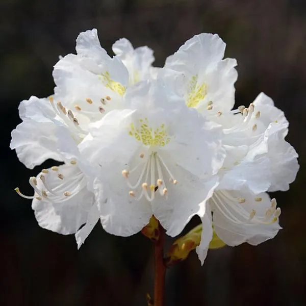 흰진달래/포트(2개묶음)/묘목/w1062