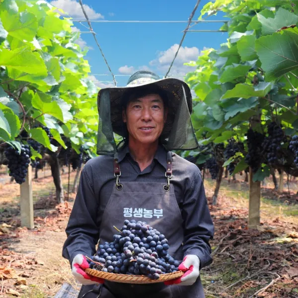 경산 머루포도 특등급 프리미엄 3kg 산지직송 캠벨 켐밸 노지 고당도 흑포도 송산포도