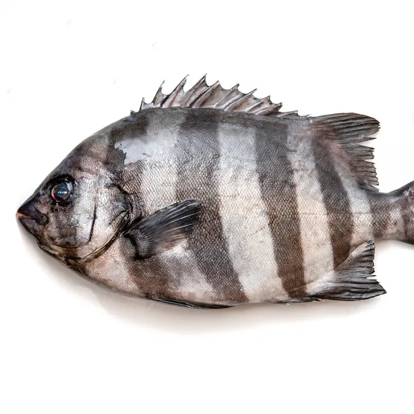 응답하라 삼천포수산 돌돔 회 1kg 줄돔 횟감 도미 손질 1팩