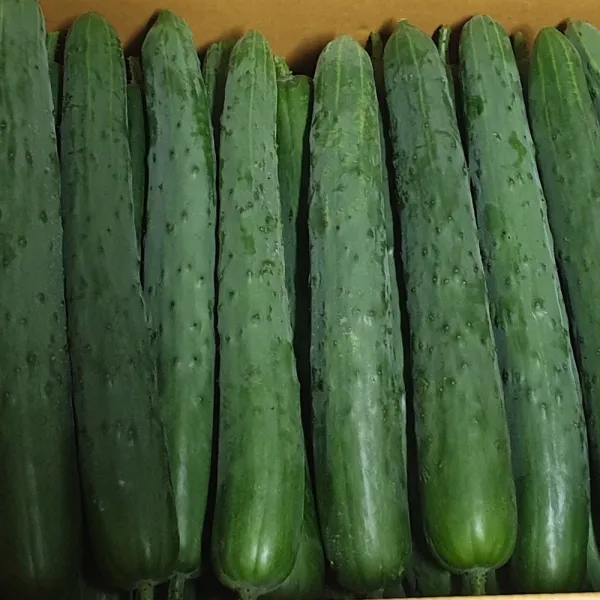 백산상회 취청오이10kg, 1박스, 10kg(상)
