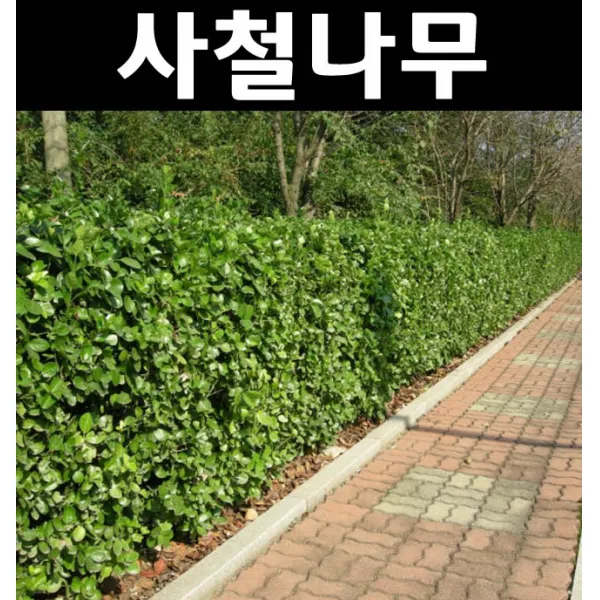 사철나무 키50cm(1단 10주)/나무 묘목/상록수/조경수