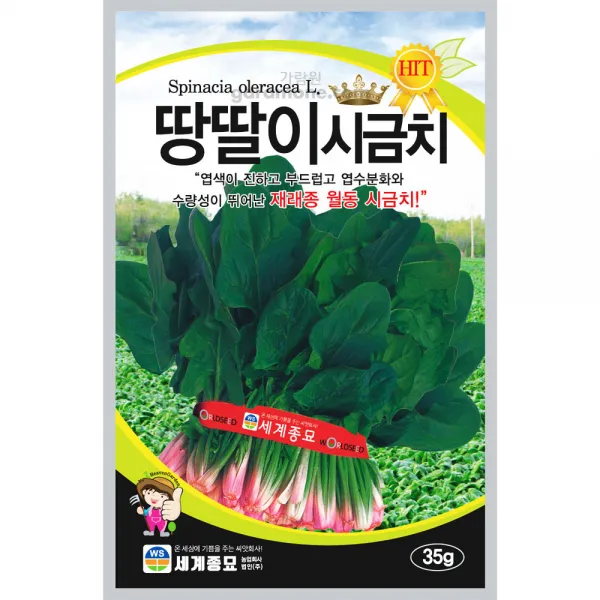 월동 동절기 겨울 추위 강한 땅딸이 시금치 씨앗 35g