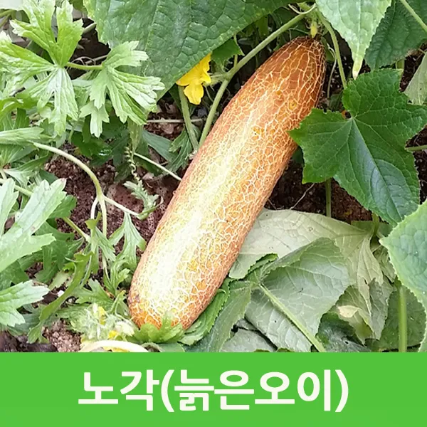 자체브랜드 노각오이2kg