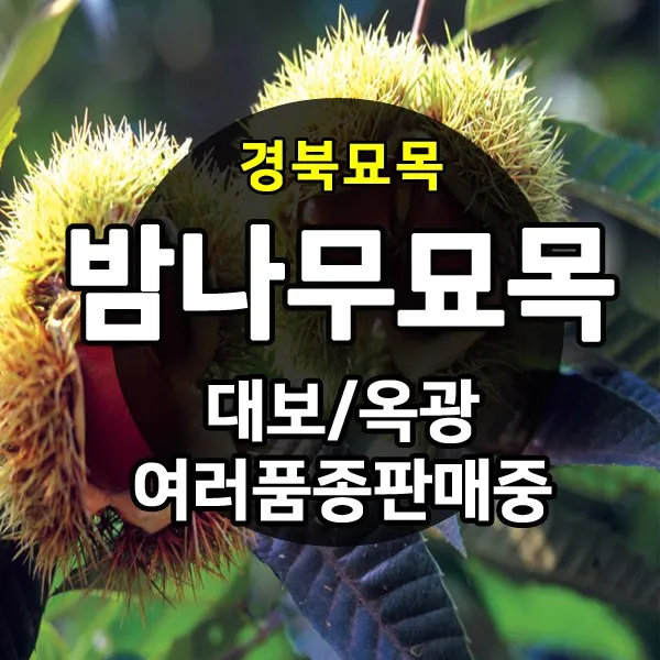 [경북농원] 밤나무묘목(옥광밤/대보밤/삼조생밤) 접목2년생 판매, 삼조생밤 접목2년생