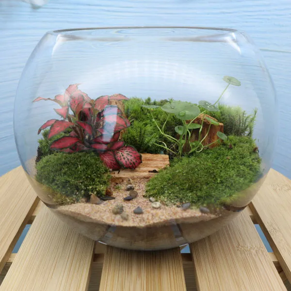 하롱하롱 테라리움 만들기 DIY 이끼키우기 식물키우기 작은숲, 원형 유리병