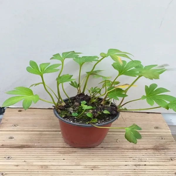행복한꽃순이 돌단풍 노지월동 돌담