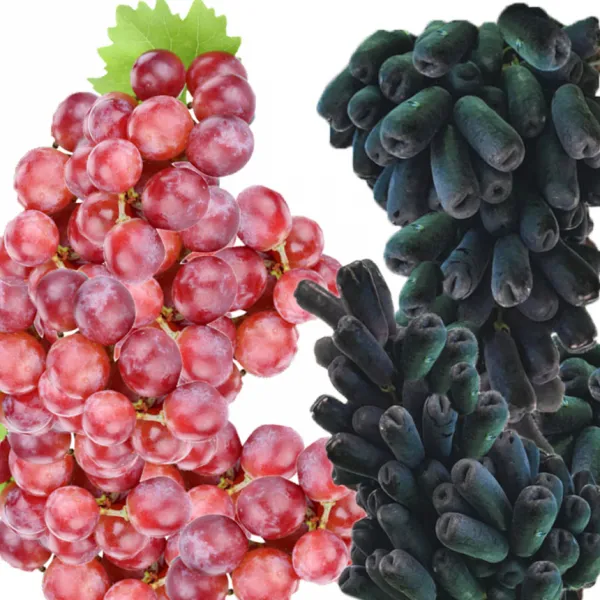 블랙사파이어 1kg+캔디포도 1kg 고당도 프리미엄포도
