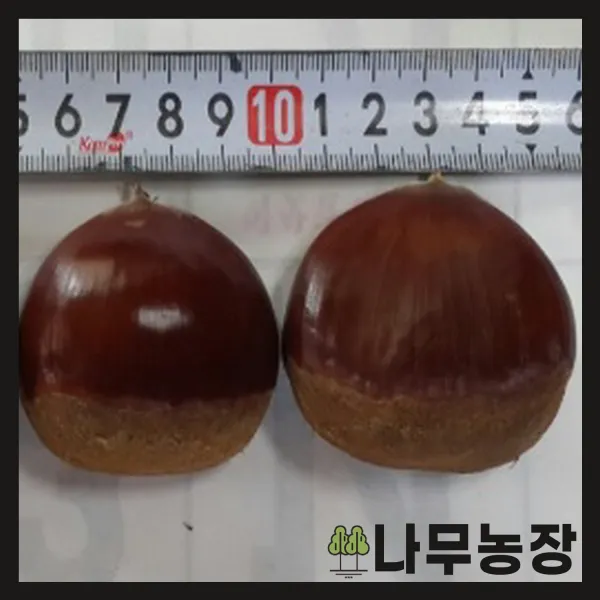  나무농장 평일당일발송 밤나무 무장 접목1년 묘목