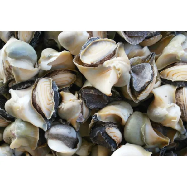 국산 자숙 참소라살 소라살 400g 순살 5-8미 손질전 2kg 내외, 1개