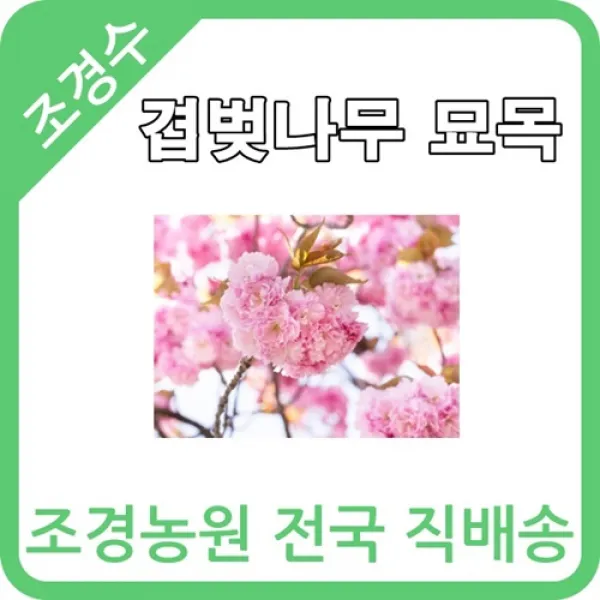 대한조경농원 겹벚나무 R 2~4 H 1.5~2 (성목)]