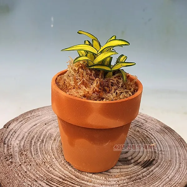 [재희난] 대자금