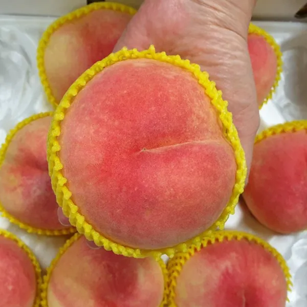 7월26일 첫출하 김천 경봉 아삭이 딱딱이 백도복숭아 꿀복숭아 2.5kg 9 11과 산지직송 2.5kg 11~14과