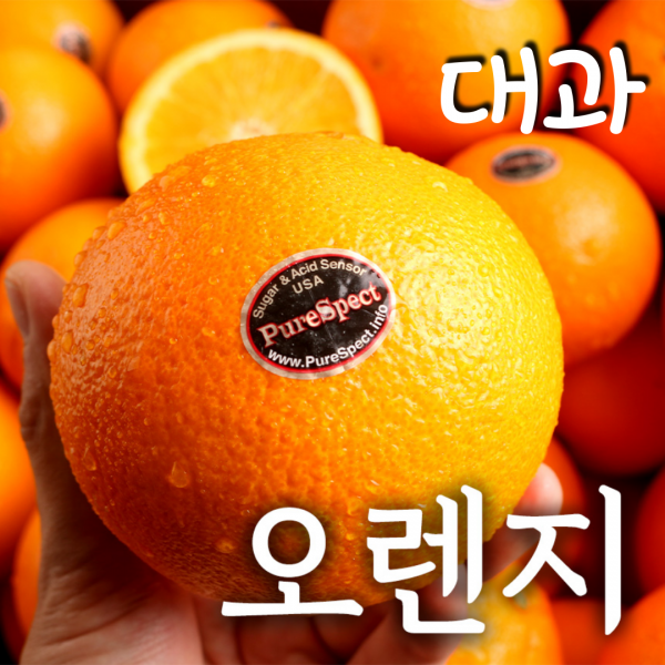 푸릇푸릇 고당도 블랙라벨 오렌지 캘리포니아오렌지 대과 250g, 오렌지 대과 250g내외 24과