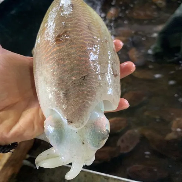  산지직송 서천 앞바다 살통통오른 손질 갑오징어 1.4kg 4 8미 없음 상세설명 참조