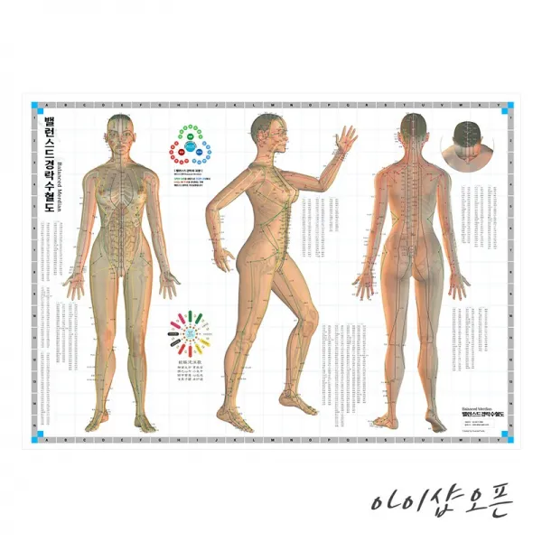 밸런스드 전신경혈도 신체경혈도 표준경혈 경락도 침혈도 + 거북이지압기 증정, 밸런스드 전신경혈도+사은품1종