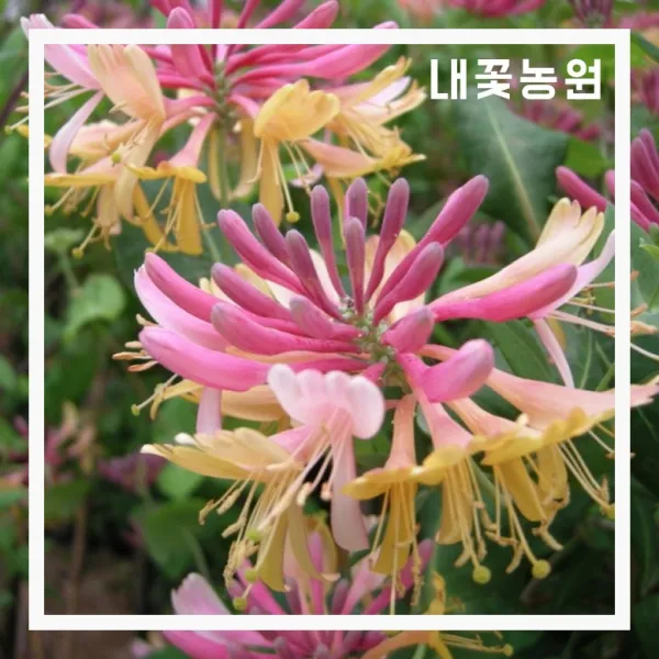 붉은인동 포트 3개 묶음