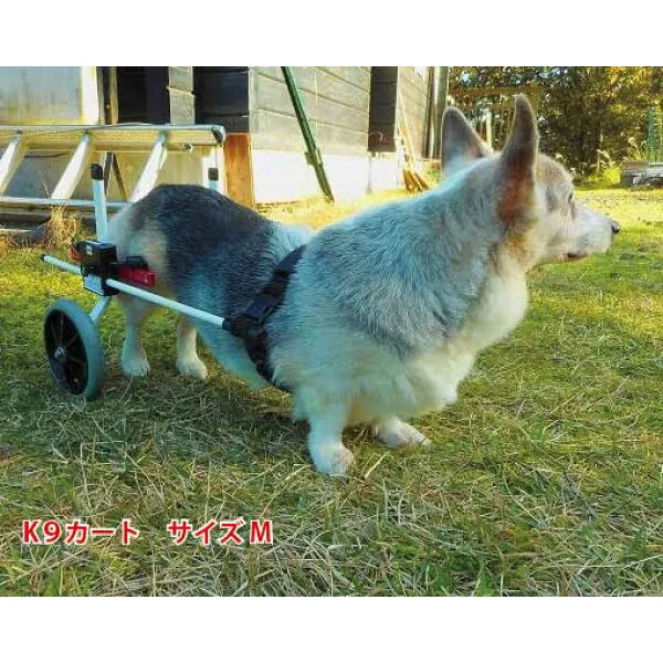개의 휠체어 k9 차 표준 뒷발 받 m (11 ~ 18kg) 용 간병 늙 은 개 개 개 개 개 개 개 개 개 개 개 개 개 개 개 전용 휠체어 리어카 중형 개 휠체어 바 키 후지걸음 기 코 비치 개 간호 하 다 늙 은 개 애완동물 회복, 1개, 상세설명참조 상품 문의는 상품 문의란에 적어주세요
