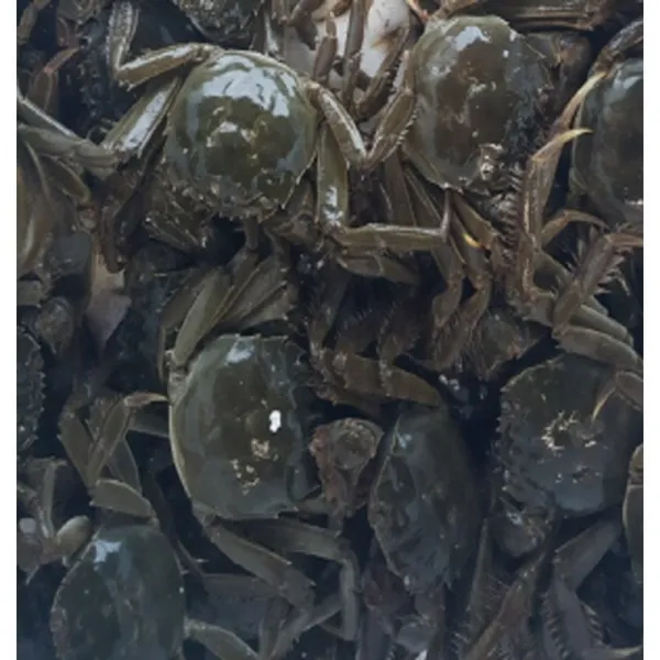자연산 민물참게(냉동) (1kg 13미 내외)