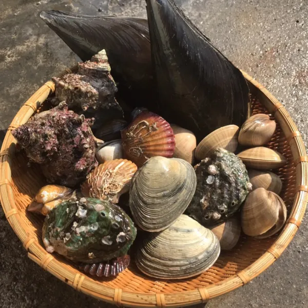 모듬조개세트c 3kg 제철조개 캠핑모듬조개 캠핑조개 해산물 수산물 바지락 째복 명주 비단 갈미 백합조개 백상합 모시 뿔소라 대합 개조개 참가리비구이 키조개 전복 삐뚤이소라 밀고동 1개 2kg내외