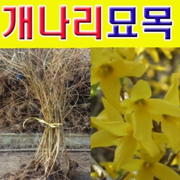 (G소망)개나리 묘목(키100센치) 10그루