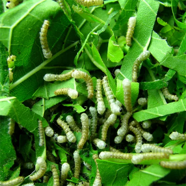 보은토종누에농장 애누에(5마리) 주문 후 5월19일부터 출고