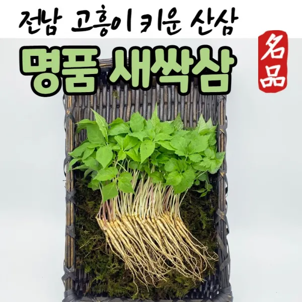 (수출용) 고급 새싹삼 50뿌리 100뿌리 선물 선물용 소 중 미니인삼 미니 새싹삼 산삼 새싹인삼 새싹쌈 새싹삼선물셋트 선물세트 명품, (4) 새싹삼 100뿌리(중)