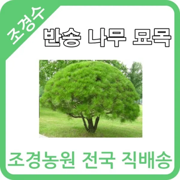 대한조경농원 반송 W0.3 ~ W0.8 (2그루 묶음)
