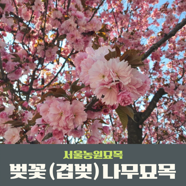 서울농원묘목/벚꽃나무 겹벚나무묘목 R2~3점 개화주 조경수 가로수 공원수