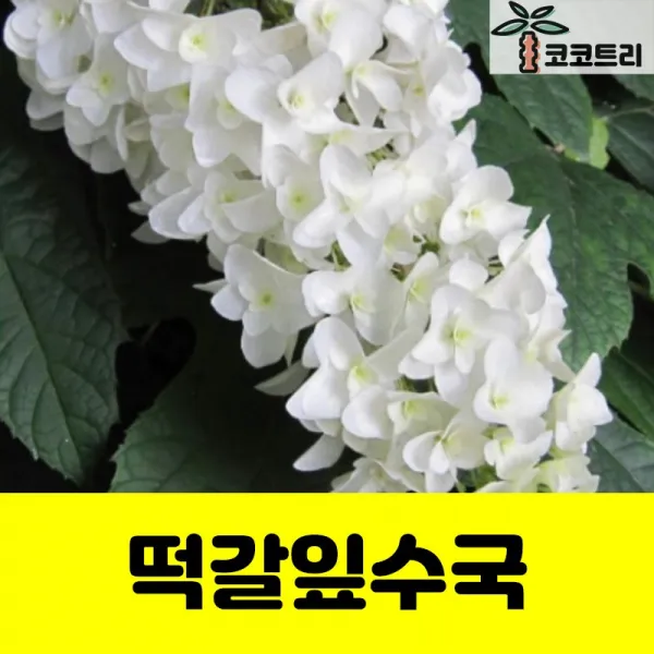 [코코트리] 떡갈잎수국(겹꽃) 5치포트