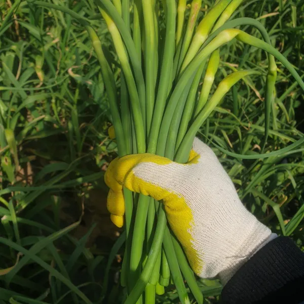 [띠앗농장] 제주 햇 마늘쫑 통마늘, 마늘쫑 1kg(벌크포장)