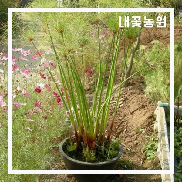내꽃농원 파피루스 화분