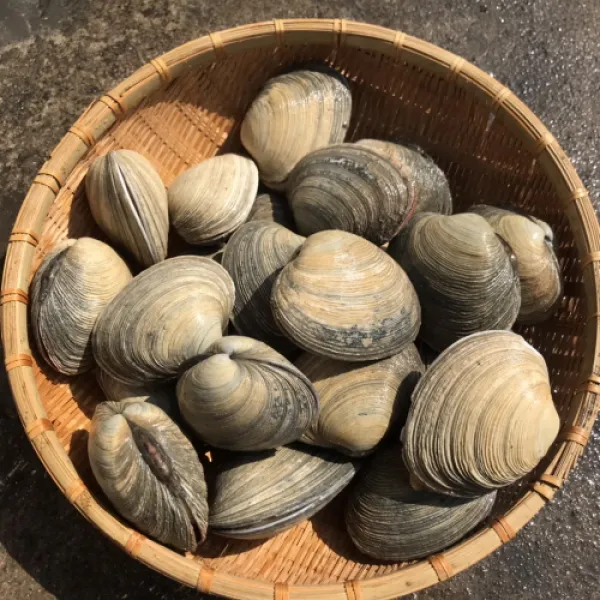 대합1kg 개조개 제철 캠핑모듬조개 해산물 수산물 어패류 바지락 째복 명주 비단 갈미 백합조개 백상합 모시 뿔소라 대왕 참가리비구이 키조개 전복 삐뚤이소라 밀고동 돌조개 흠스수산 3개 3kg