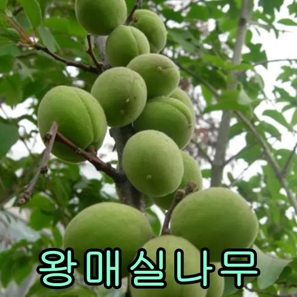 슈퍼왕매실접1년특 2그루