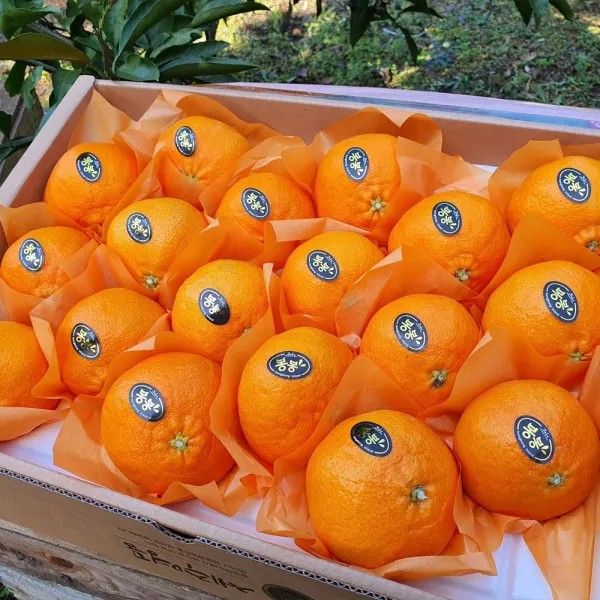 제주 레드향 5kg(14~22수 대과선물용) 진홍색 만감류의 여왕 품격있는 과일선물세트, 단일상품