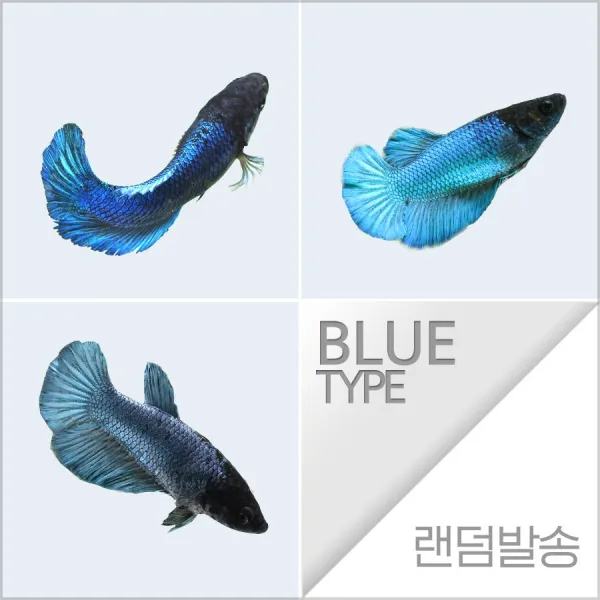 열대어) 하프문베타 블르그린색 암컷 (키우기쉬운물고기 초보자용관상어)