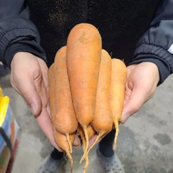 국내산 흙 당근 최상품 주스용당근 3kg 5kg 10kg, 못난이-주스용