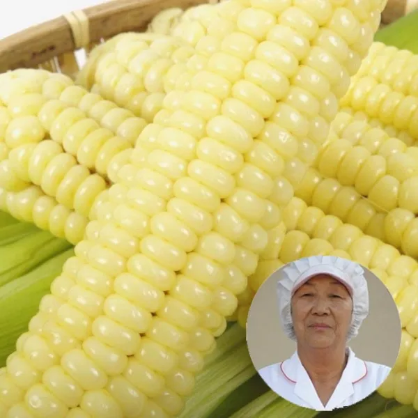 21일수확 가을 생물 괴산찰옥수수/냉동 냉동 대학찰옥수수15개 /특품