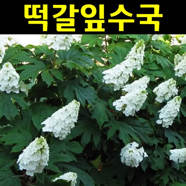 떡갈잎수국(겹꽃) 5치포트 10개/꽃나무/조경수
