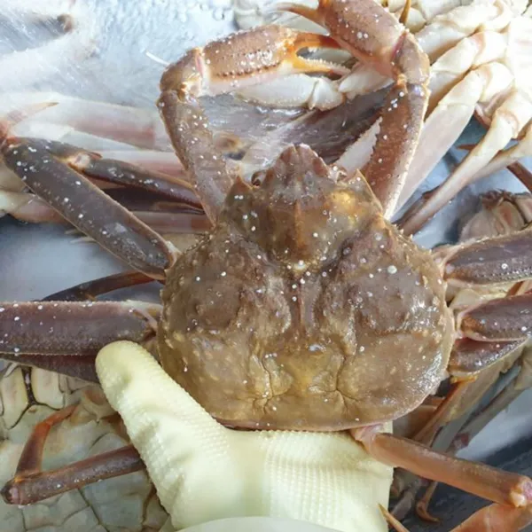 1kg 박달대게 러시아 자숙찜 무료 마가단 대게 785aea5b8 올리브몰 1 올리브몰 본상품선택