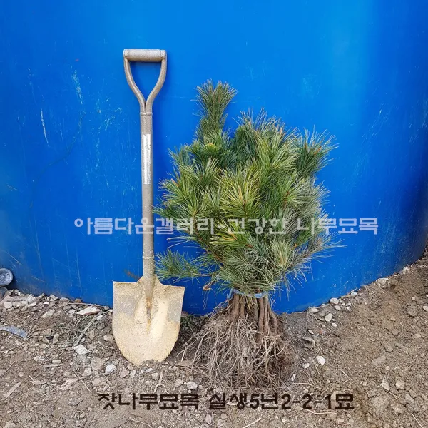 아름다운갤러리 잣나무, 4000개, 실생4년