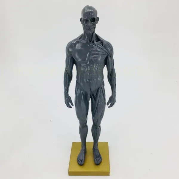 전신 인체모형 30cm 그림 모델 근골격계 해부학 아트 스케치 그리기 연습, 30CM 그레이  남성