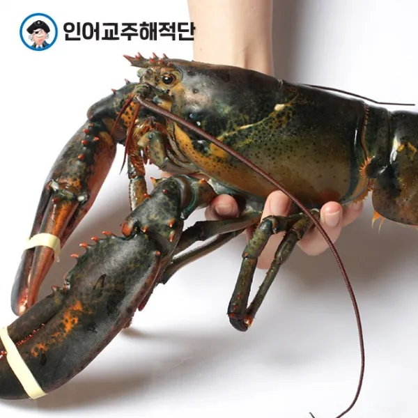 인어교주해적단 다양한 크기 활 랍스터 500g 600g 700g, 1개, 활 랍스터 700g