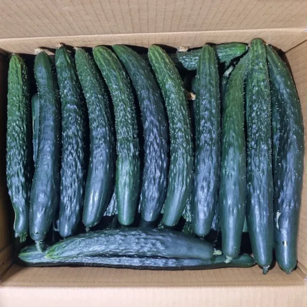 클릭마켓 국내산 가시오이 10kg 못난이 청오이
