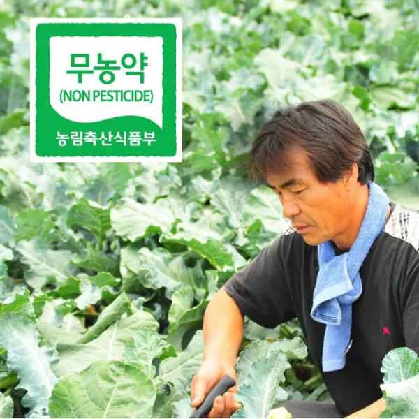 [모단농장] 무농약 친환경브로콜리_무농약 양배추, 1set, 3포기(양배추)
