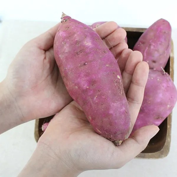 친환경팔도 세척 꿀 밤고구마 (왕특)5kg, 단품