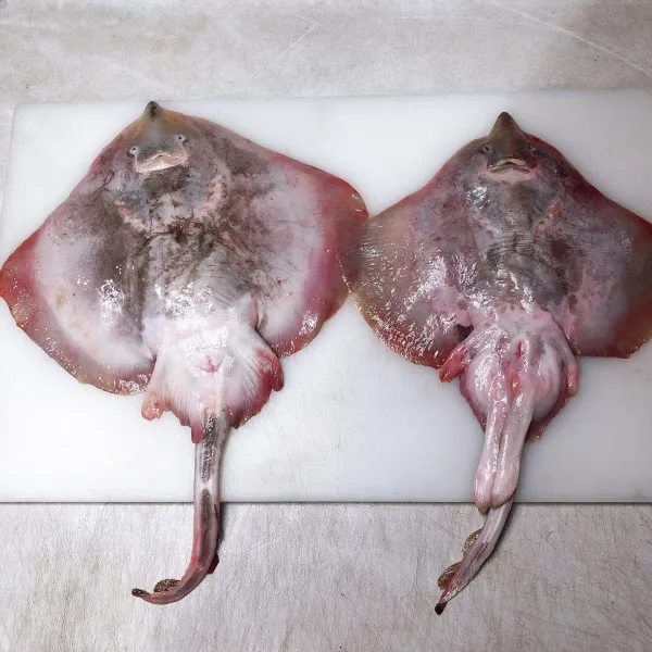 군산 간재미 1.4kg 간재미의 고장, 군산에서 잡은 간재미!