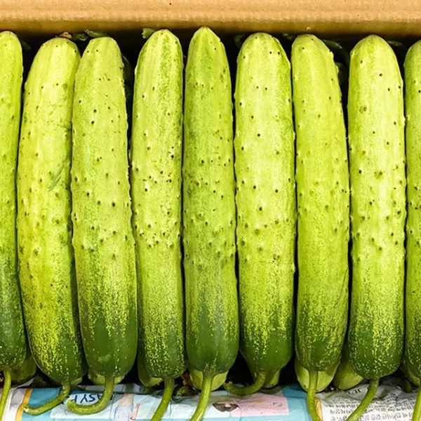 흑침 백다다기 오이 경북 상주 특품 백오이 2kg 3kg 5kg, 1박스, 백다다기 오이(10개내외)2kg